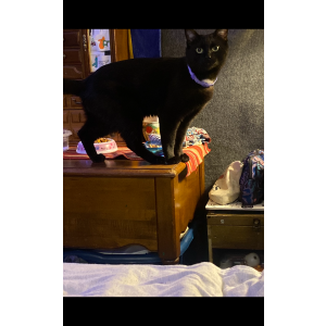 Lost Cat Lowkey