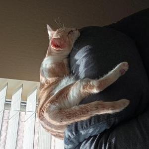 Lost Cat Kanella