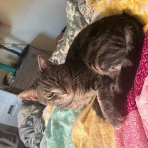 Lost Cat Elmo
