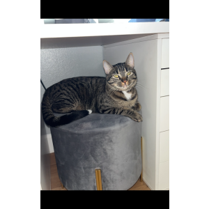Image of Cricket, Lost Cat