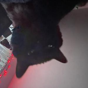 Lost Cat Jasper