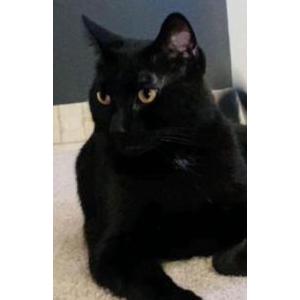 Lost Cat Dolce