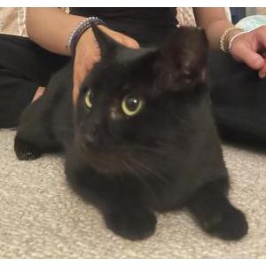 Image of Leah, Lost Cat