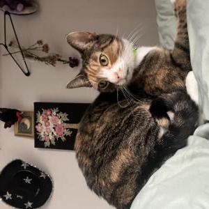 Lost Cat Jade