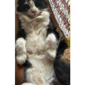 Image of Hennessy, Lost Cat