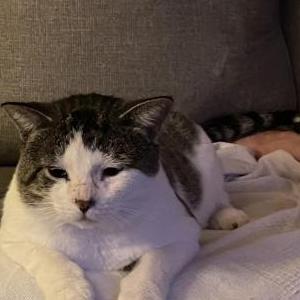 Lost Cat SirViver