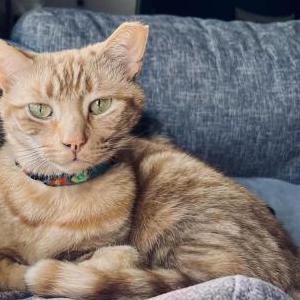 Lost Cat George