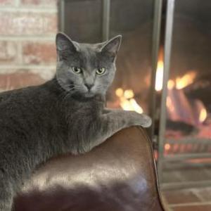 Lost Cat Joda