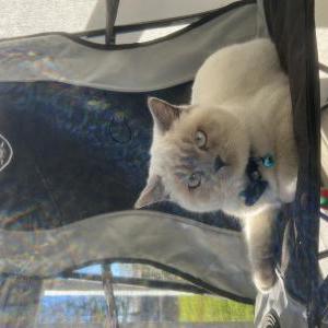 Lost Cat Mochi