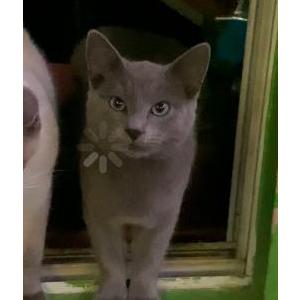 Lost Cat Chiquitin
