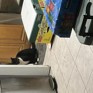 Found Cat Unknown