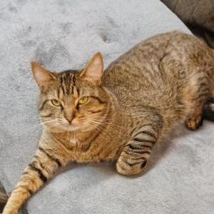 Image of Cat Cat, Lost Cat