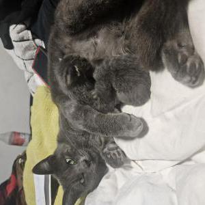 Lost Cat GIGI