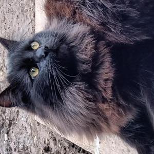 Lost Cat Lil black boy