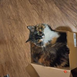 Lost Cat Princess Carolyn