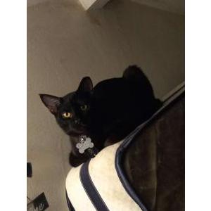 Lost Cat Vader