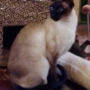 Lost Cat Blu