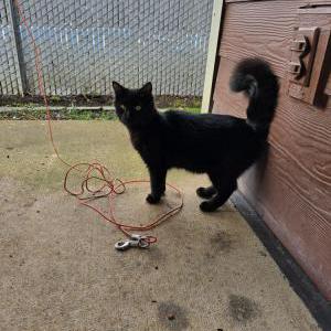 Found Cat Unknown