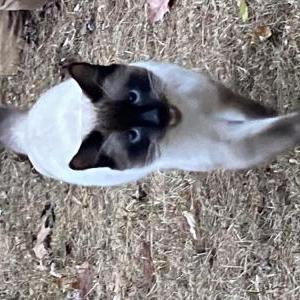 Lost Cat Vanya