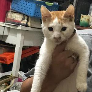 Lost Cat Lil g