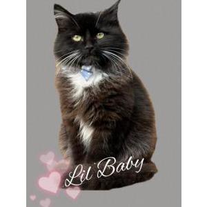 Lost Cat Lil Baby
