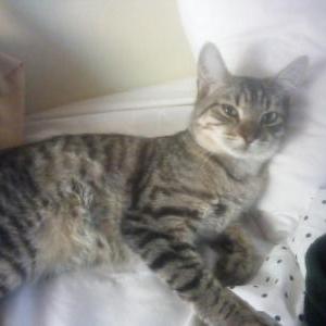 Image of Owly, Lost Cat