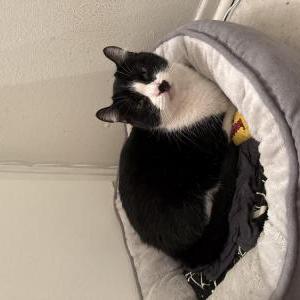 Lost Cat Tuna Chiquita
