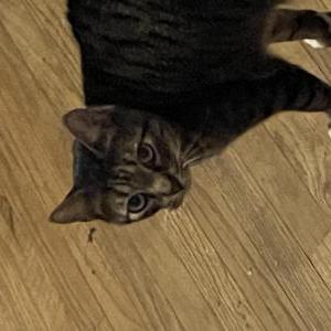 Lost Cat Rigby
