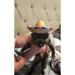 Lost Cat Pandora
