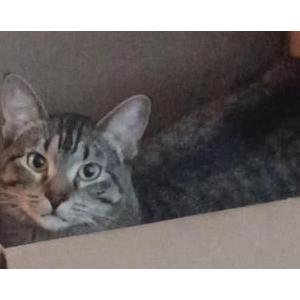 Lost Cat Rascal