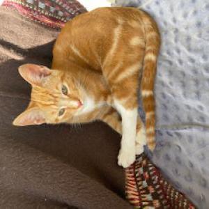 Lost Cat Milo