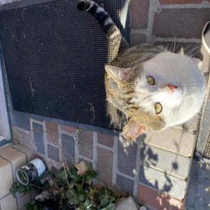 Lost Cat Whitey