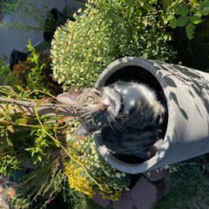 Lost Cat Paul