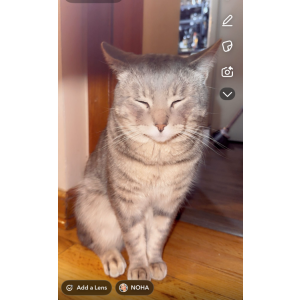 Image of Sassy, Lost Cat
