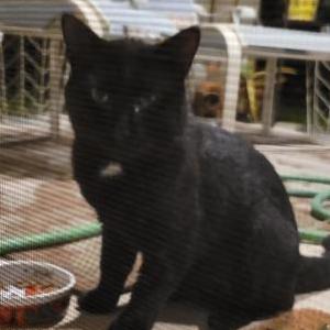 Found Cat Unknown
