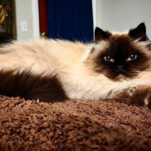 Lost Cat Frankie