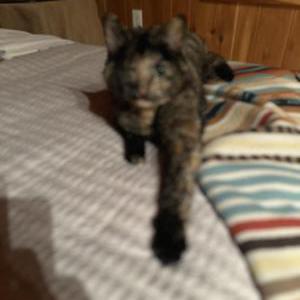 Lost Cat Zelda