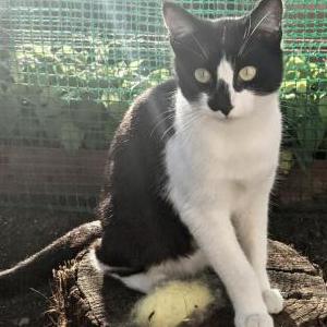 Lost Cat Charlie