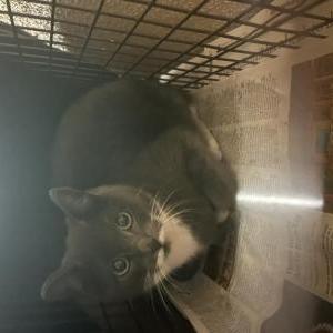 Lost Cat Mary