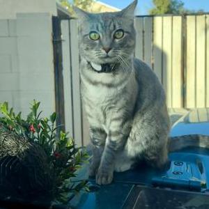 Image of Snow, Lost Cat
