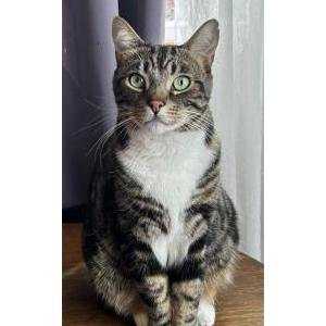 Lost Cat Leo