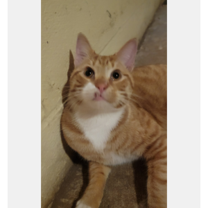 Found Cat Unknown