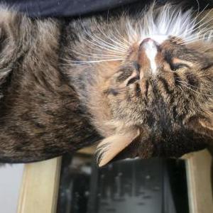 Image of Unknown, Found Cat