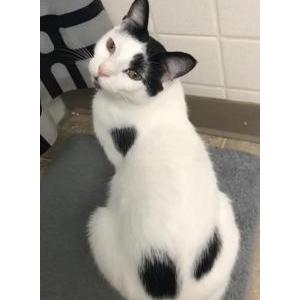 Lost Cat Kylo