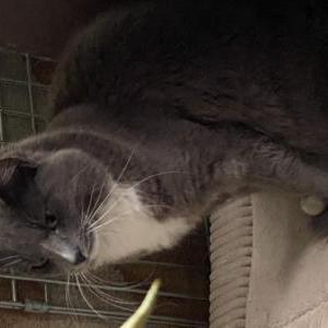 Image of Unknown, Found Cat