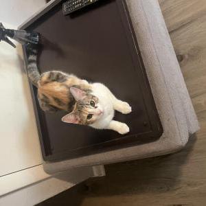 Lost Cat Ginger