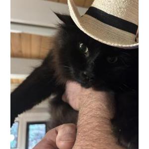 Lost Cat Milo