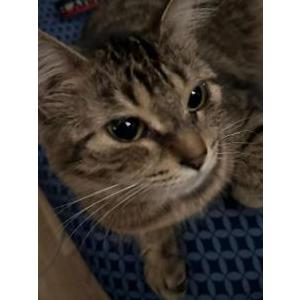 Image of Navy, Lost Cat