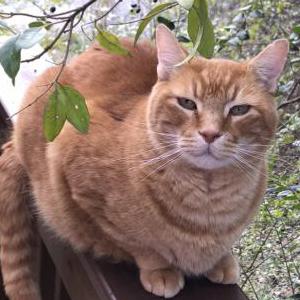 Lost Cat Jude