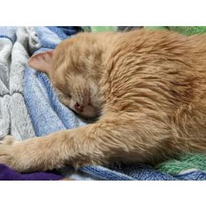 Lost Cat Tyrion